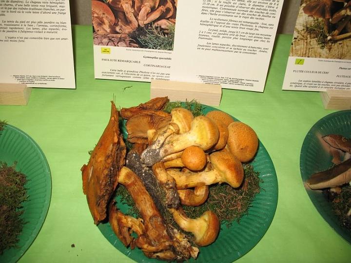 2008 10 Expo Bergerie Rambouillet 45